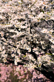 Cherry blossom (Prunus sp.)