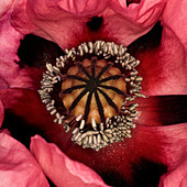 Poppy (Papaver sp.)