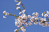 Prunus blossom (Prunus subhirtella)