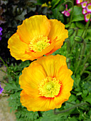 Iceland poppies (Papaver nudicaule)