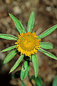 Pallenis flower (Pallenis spinosa)
