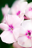 Phlox flowers (Phlox sp.)