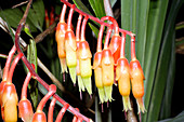 Psammisia plant (Psammisia sp.)