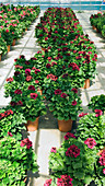 Garden centre Pelargoniums