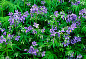 Jacob's ladder (Polemonium yezoense)