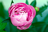 Peony (Paeonia sp.)