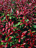 Photinia x fraseri 'Robusta'