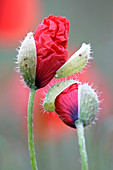 Corn poppy buds (Papaver rhoeas)