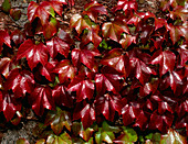 Boston ivy