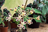 Pelargonium lobatum