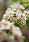 Pear blossom (Pyrus sp.)