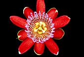Passion flower (Passiflora alata)