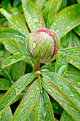 Peony (Paeonia sp.)