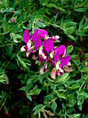 Polygala myrtifolia