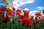 Field poppies