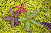 Marsh cinquefoil (Potentilla palustris)