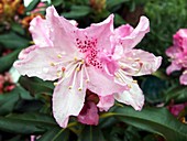 Rhododendron 'Cheer'