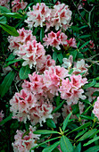 Rhododendron Prince Camille de Rohan