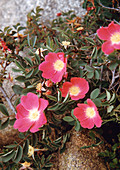 Rosa pendulina