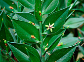 Ruscus aculeatus