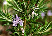 Rosmarinus officinalis