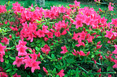 Rhododendron Hinomayo