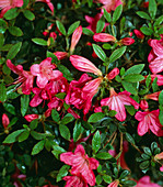 Rhododendron Wombat