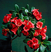 Rhododendron forrestii Repens Group