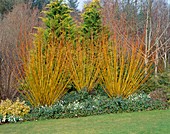 RHS Rosemoor garden