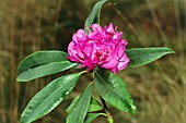 Rhododendron ponticum