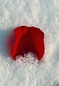 Red rose petal in snow