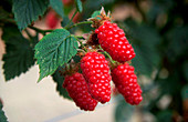 Rubus Tayberry Group