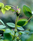 Moss rose (Rosa 'General Kleber')