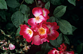 Rose (Rosa 'Bukavu')