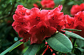 Rhododendron (Rhododendron 'Taly Ho')