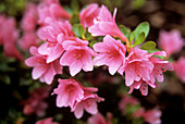 Rhododendron (Rhododendron 'Kirim')