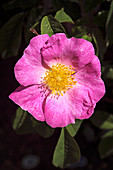 Rose (Rosa gallica pumila)