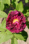 Rose (Rosa 'Charles de Mills')