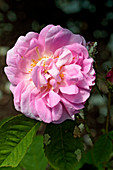 Rose (Rosa 'Amelia')