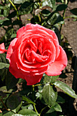 Rose (Rosa 'Tropicana')
