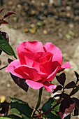 Rose (Rosa 'Romance')