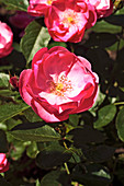Rose (Rosa 'Angela')