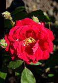 Rose (Rosa 'Poul's Scarlet Clime')