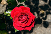 Rose (Rosa 'Nina Weibull')