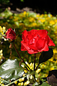Rose (Rosa 'Amsterdam')