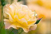 Yellow rose (Rosa hybrid)