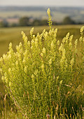 Wild mignonette (Reseda lutea)