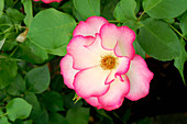 Rose (Rosa 'Cocorico')