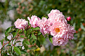 Rose (Rosa 'Coenelia')