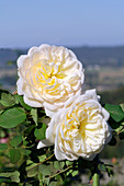 Rose (Rosa 'Crocus Rose')